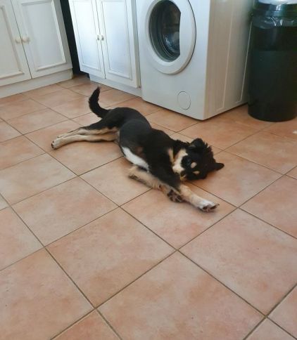 Photo de Laska, corniaud Border Collie Husky