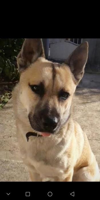 Photo de Loki, Husky crois� Berger Belge Malinois