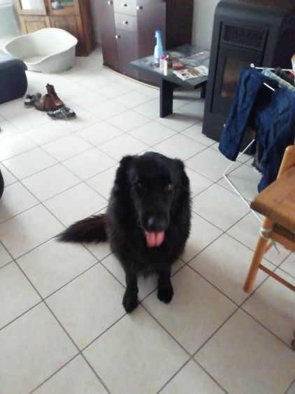 Photo de oreo, Berger Allemand crois� Terre-neuve