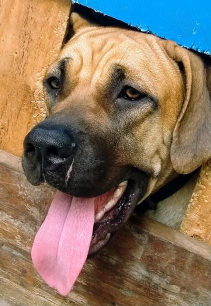 Photo de Luna, Boerboel (Boerbull) pure race