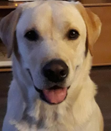 Photo de Looky, Labrador Retriever pure race