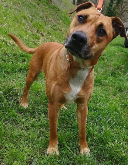 Photo de V�ra, Berger Belge Malinois crois� American Staffordshire terrier