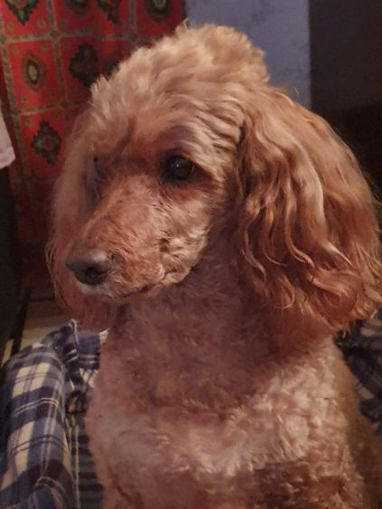 Photo de Caniche