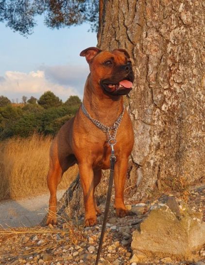 Photo de Pipper-ulkali, Staffordshire Bull Terrier pure race