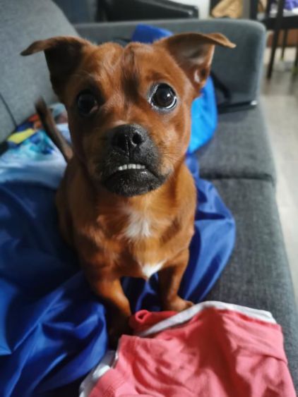 Photo de Toutptit, Chihuahua crois�