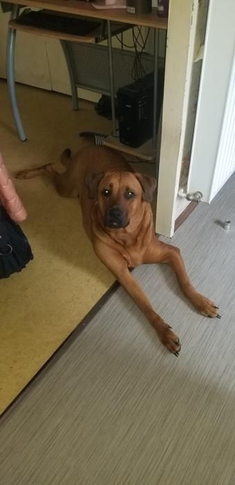 Photo de Rox, Dogue allemand crois� Labrador Retriever