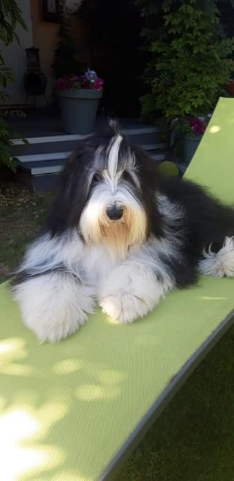 Photo de Pongo, Bearded Collie pure race