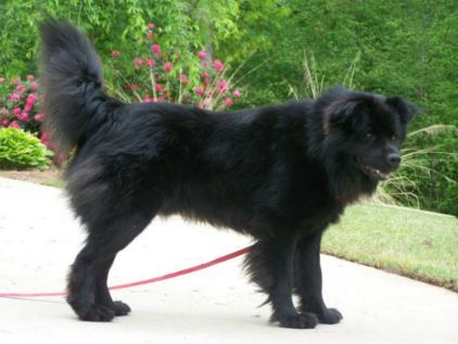 Photo de Casper, Chow-chow crois� Labrador Retriever