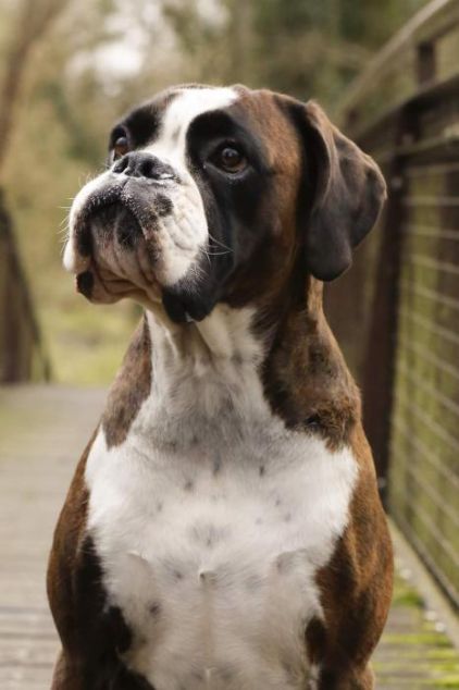Photo de Nashka, Boxer pure race