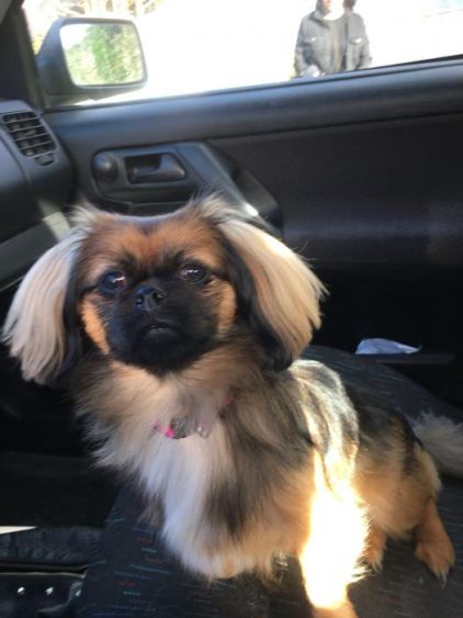 Photo de Nina, Epagneul tib�tain crois� Shih Tzu