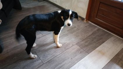 Photo de Radja, Border Collie crois� Epagneul breton