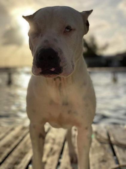 Photo de Sommers, Dogue argentin crois� Pitbull