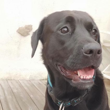 Photo de Oxana, Labrador Retriever pure race