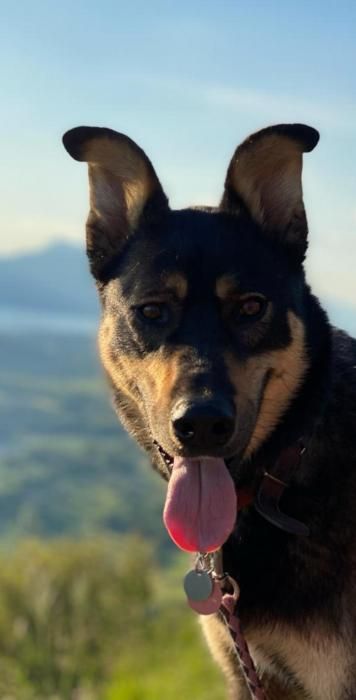 Photo de Gaia, Beauceron crois� Husky