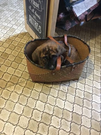 Photo de Lola, Basset hound crois� Cane Corso