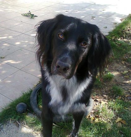 Photo de Nico, Border Collie crois� Epagneul breton