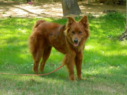 Photo de Dixie, corniaud Berger Allemand Chow-chow