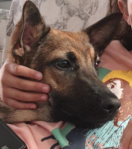 Photo de Shiro, Berger Allemand crois� Berger Belge Malinois