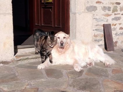 Photo de Toby, Golden Retriever pure race