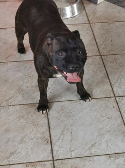 Photo de Olie, Staffordshire Bull Terrier pure race