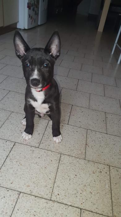 Photo de Ryo, American Bully crois� Shiba Inu