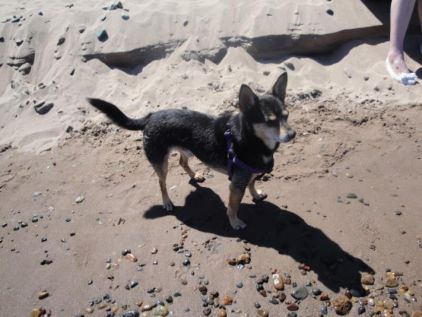 Photo de Jasper, Teckel crois� Chihuahua