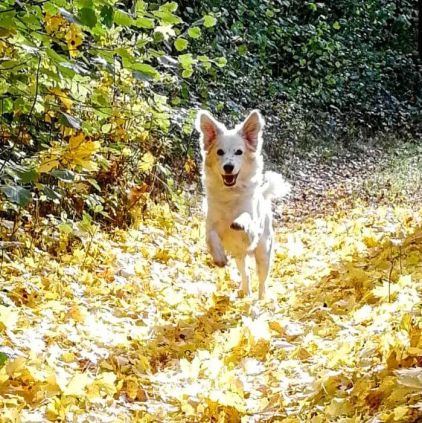 Photo de Rio, Spitz allemand crois� Epagneul breton