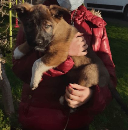 Photo de Dharma, Berger Belge Malinois crois� Berger australien
