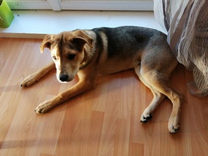 Photo de Django, Border Collie crois� Shar Pei