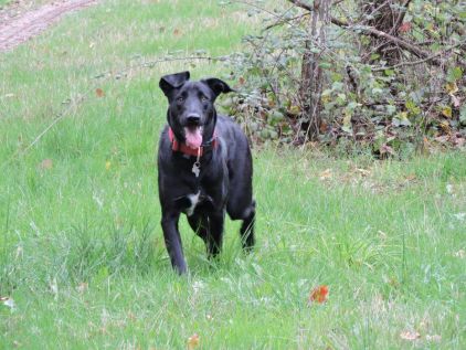 Photo de Rio, Berger Belge Malinois crois� Labrador Retriever