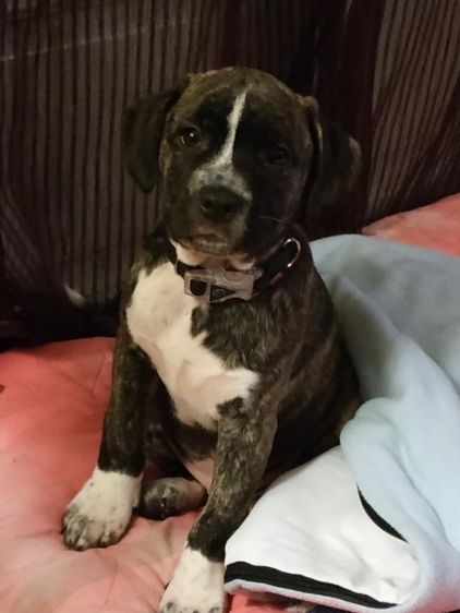 Photo de P�pito, Boxer crois�