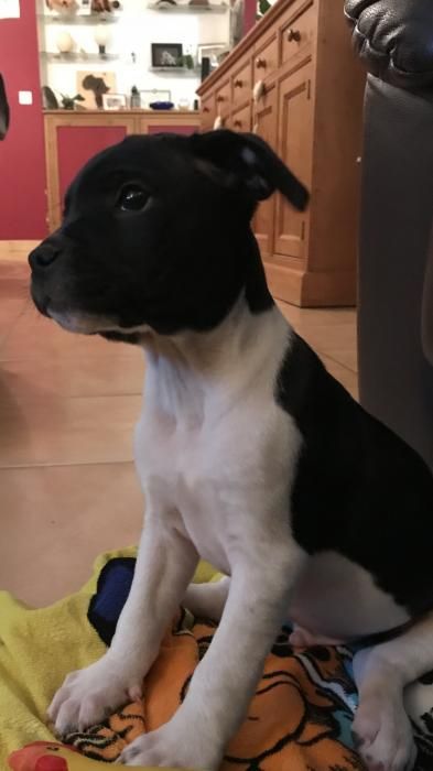 Photo de Iron, Bouledogue fran�ais crois� Epagneul breton