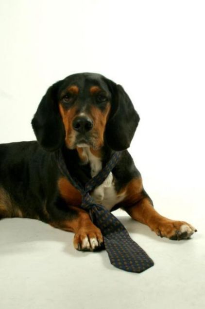 Photo de Monk, Basset hound crois� Rottweiler