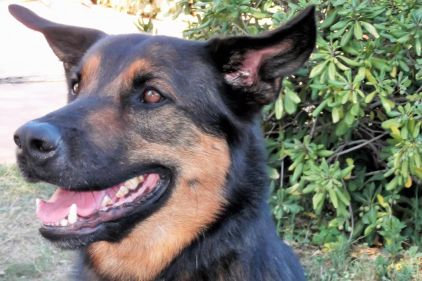 Photo de Basko, Beauceron crois� Berger Belge Malinois
