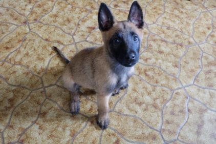 Photo de Diesel, Berger Belge Malinois pure race
