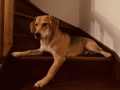 Photo de Kahla, Beagle crois� Berger blanc suisse