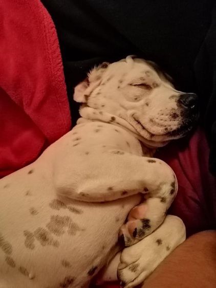 Photo de Pantoufle, Bouledogue fran�ais crois� Epagneul breton