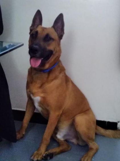 Photo de Nano, Berger Belge Malinois crois� American Staffordshire terrier