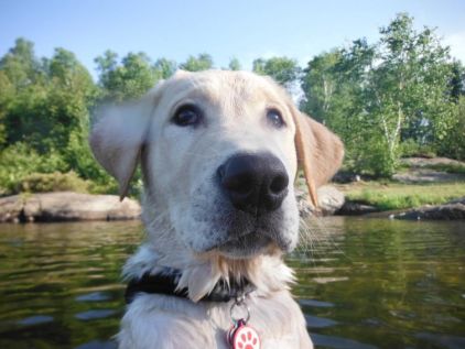 Photo d'Aiko, Labrador Retriever crois� Montagne des Pyr�n�es
