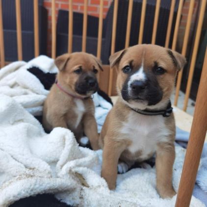 Photo de Nordo, Akita crois� Pitbull