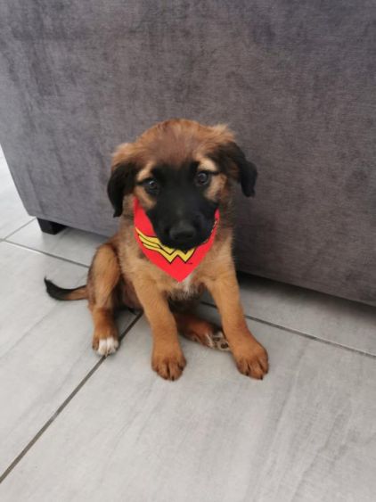 Photo de Rebelle, Beauceron crois� Jack Russell terrier