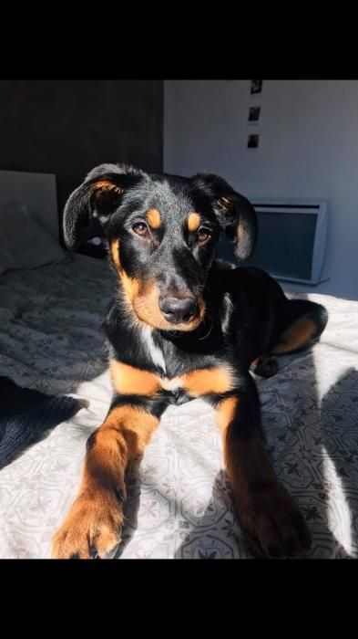 Photo de Blue, Beauceron crois� Border Collie