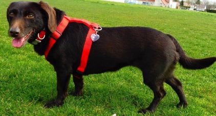 Photo de SEVERINA, Basset des Alpes crois�