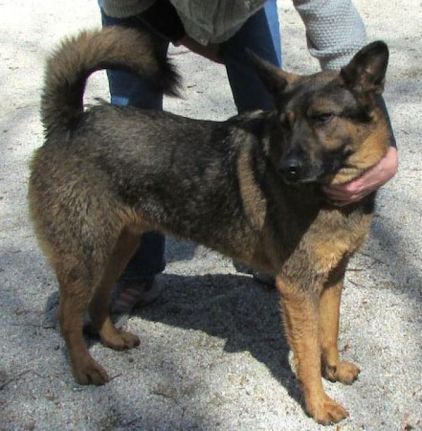 Photo d'Ollie, Berger Allemand crois� Chow-chow