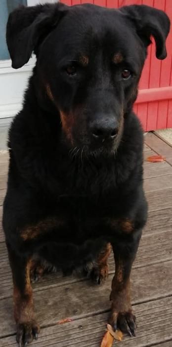 Photo de COWBOY, Beauceron crois�