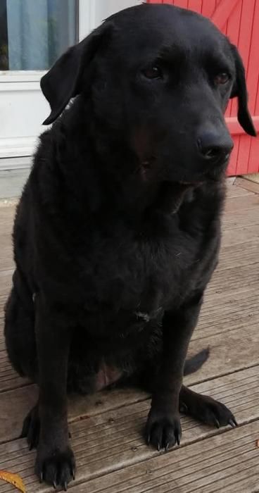 Photo de BLISS, Labrador Retriever crois�