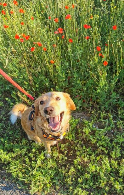 Photo d'Os-moz, Epagneul breton crois� Golden Retriever