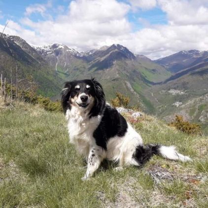 Photo de Leia, Border Collie crois� Epagneul breton