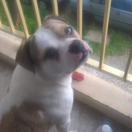 Photo de Falco, Bouledogue fran�ais crois� Berger australien