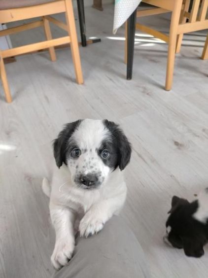 Photo de Snoopy, Labrador Retriever crois�